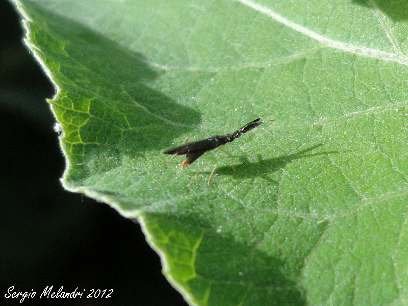 Miridae: Heterotoma cfr. merioptera di Mezzano di Ravenna